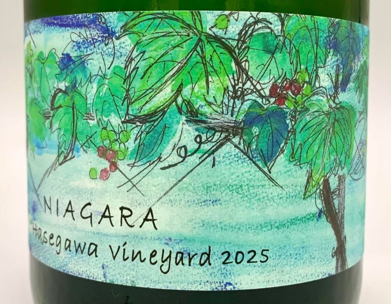 画像2: さっぽろ藤野　NIAGARA Hasegawa vineyard 2025　《泡・白》 (2)